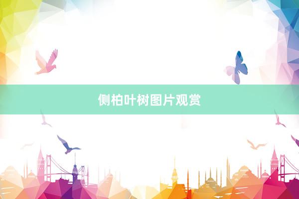 侧柏叶树图片观赏